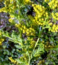(illatos üröm, egyéves üröm)Artemisia annua L..