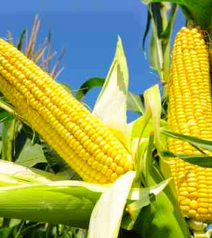 Hogyan kezeljük a cukorbetegségben a száraz kukoricát