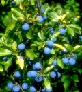 kökény,Prunus spinosa L