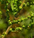 Libatop, Chenopodium ambrosioides L