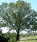Nyárfa, Populus nigra L