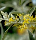 Olajfűz, Elaeagnus angustifolia L