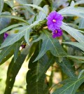 Orvosi csucsor, Solanum laciniatum Ait