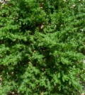 Porcikafű, Herniaria hirsuta L.