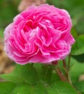Rózsa, Rosa centifolia L