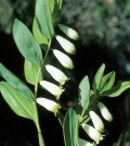 Salamonpecsét, Polygonatum odoratum Druce
