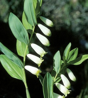 Salamonpecsét, Polygonatum odoratum Druce