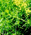 Tejoltófű. Galium verum L.