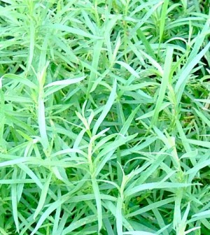 Esztragon, tárkony. Artemisia dracunculus L.