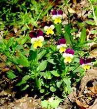 Háromszínű árvácska. Viola tricolor L. Mezei árvácska. Viola arvensis Murr.