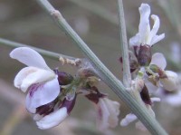 11-bedouin-medicinal-herbs-200x149